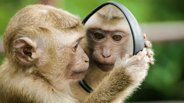 viral-video-of-monkey-riding-in-delhi-metro-ladies-coach-amuses-internet-netizens-pull-ticketless-passenger-jokes